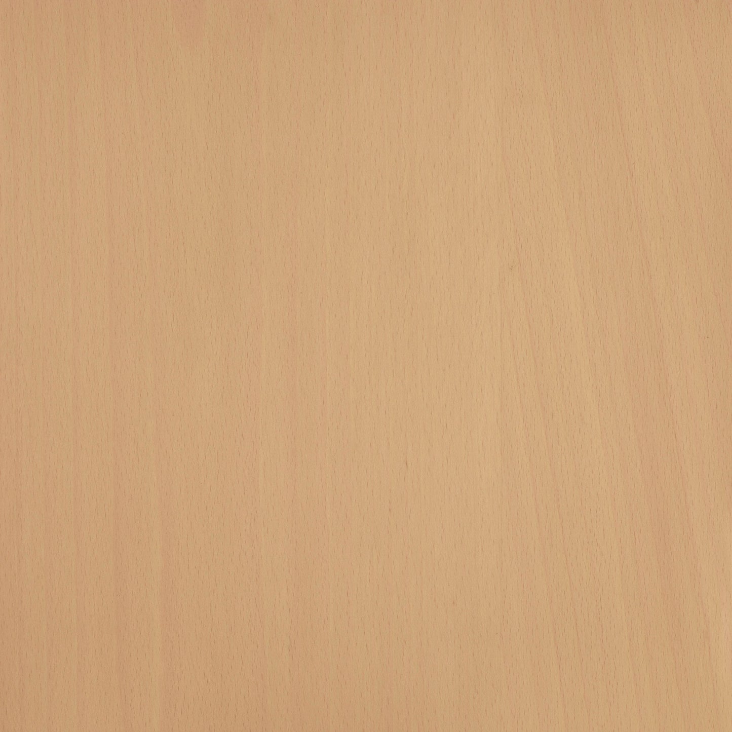 Beech