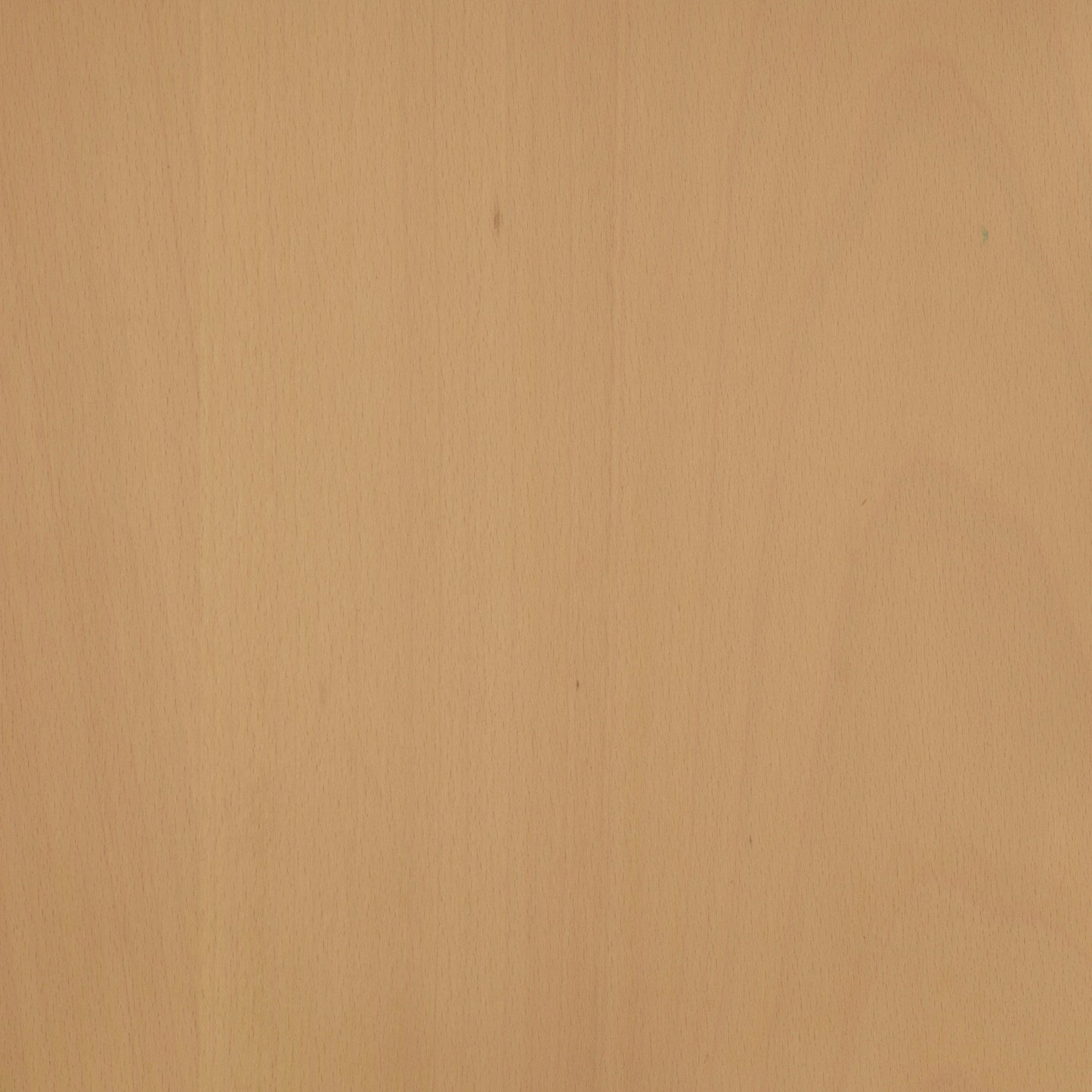 Beech